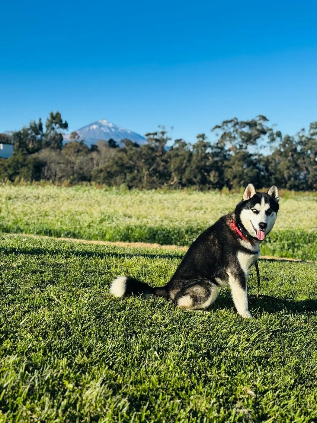 Un husky sentado en la hierba, con el Teide nevado al fondo